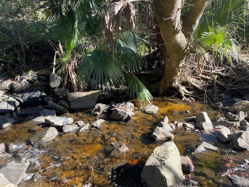 Alligators Are Commonly Spotted Near La Chua Trail