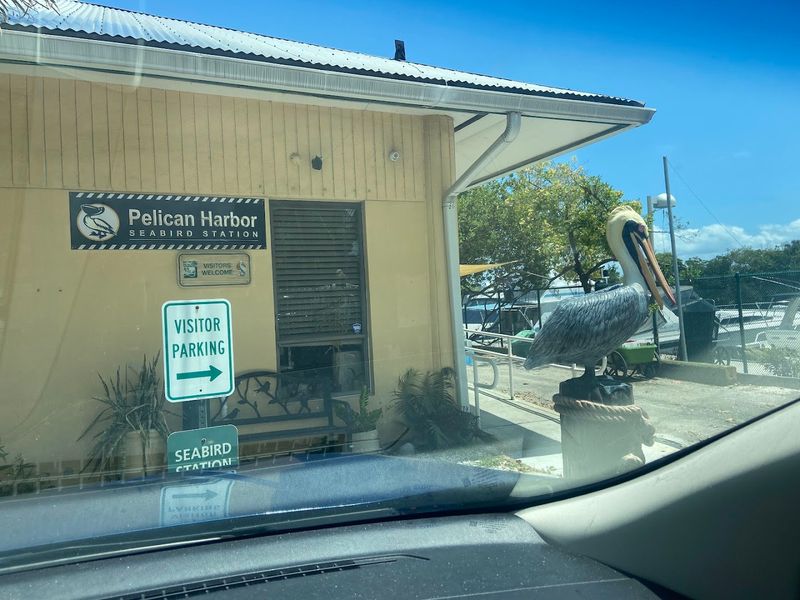Pelican Harbor Seabird Station