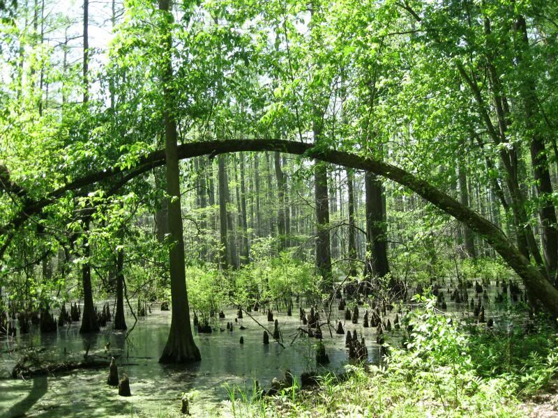 Peace, Shade, And The Folks Who'll Love It Most