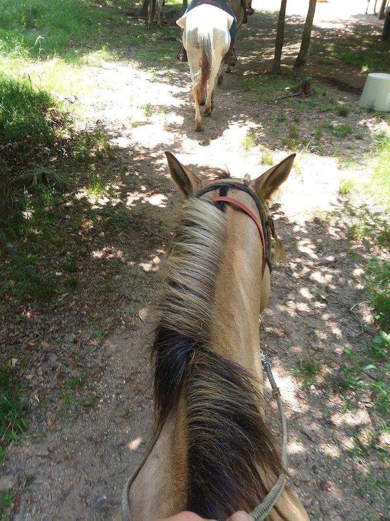 Peaceful Turns Through Wooded Scenery
