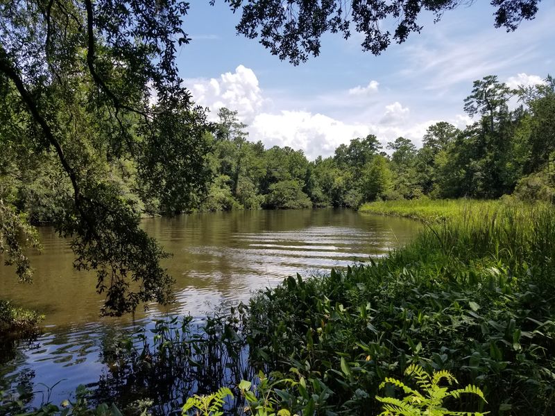 Peaceful Views Along The Ashley River