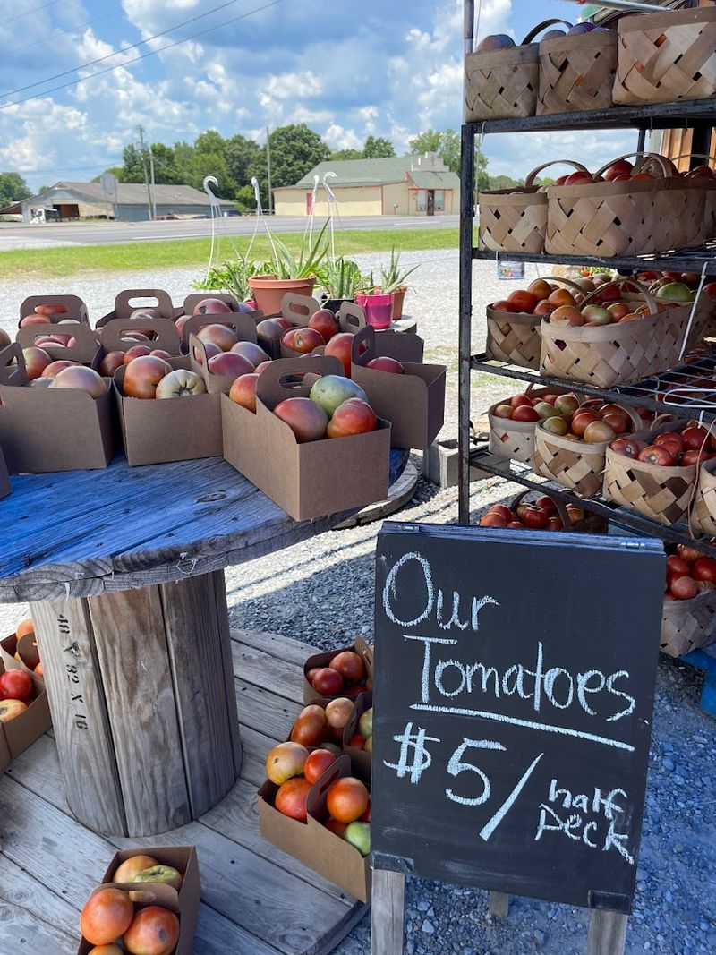 Peach Picking Season That Draws Crowds For Good Reason