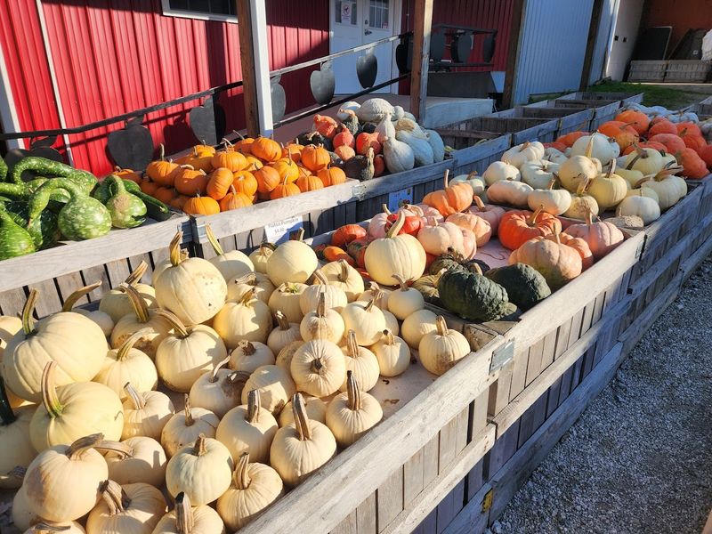 Pumpkin Patch Perfection in Autumn
