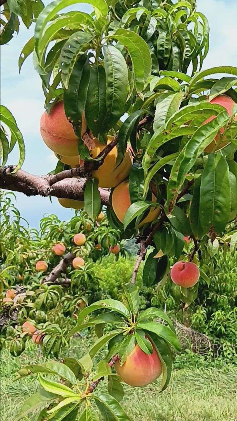 Peach Season Summer Visits Worth Every Sticky Finger