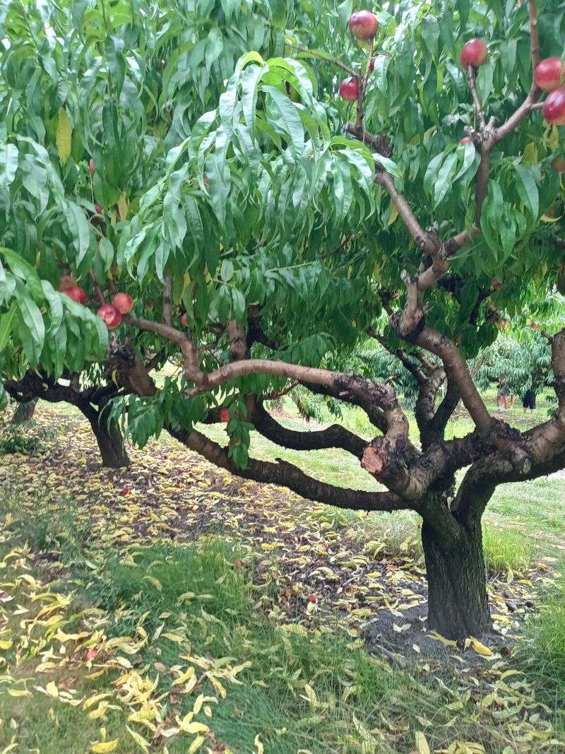 Peaches Are Prepicked This Year