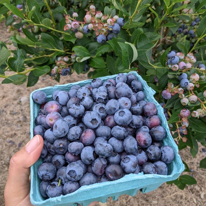 Peaches, Blackberries, And The Taste Of Late Summer