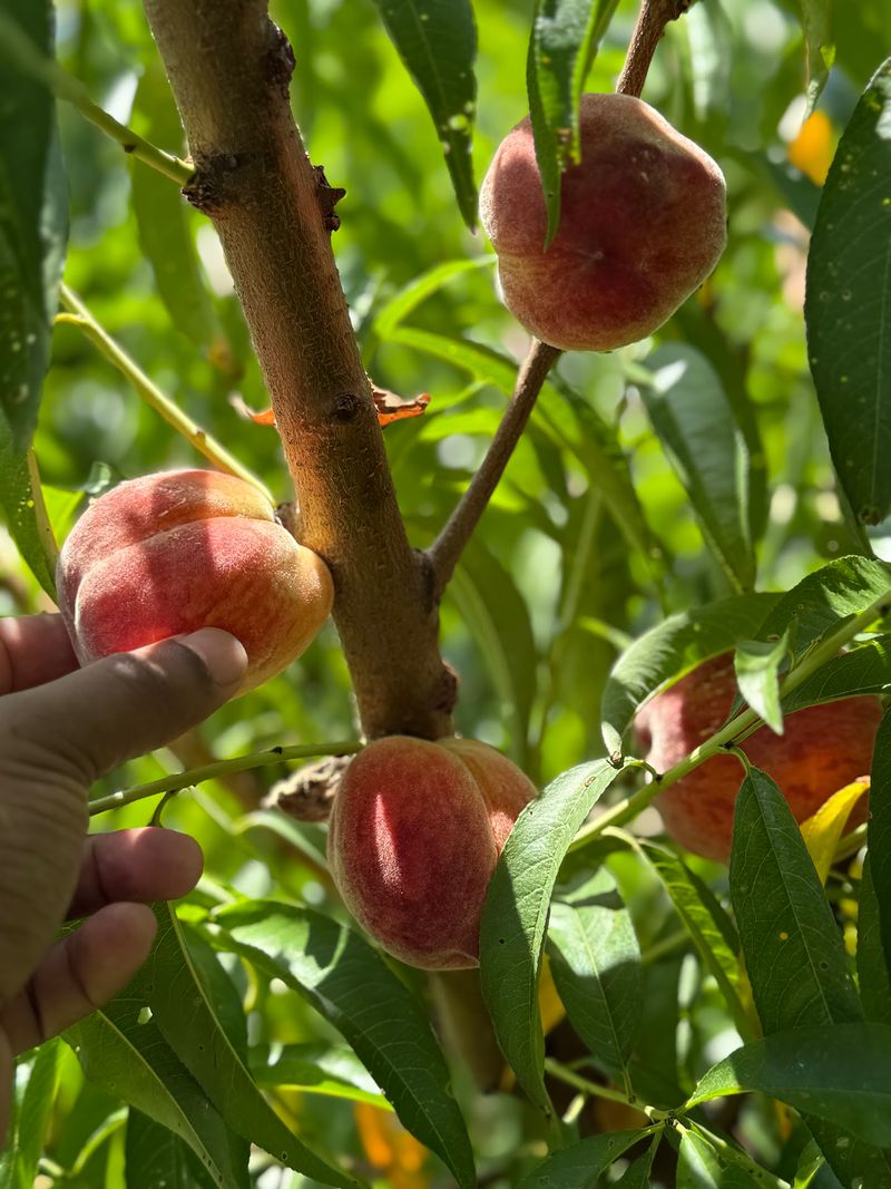 Peaches Ripe for the Picking Peaches Ripe for the Picking