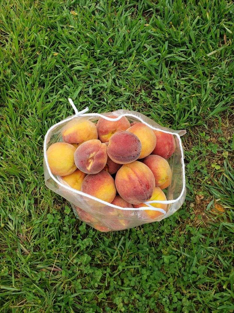 Peaches So Good They Made Ice Cream Famous