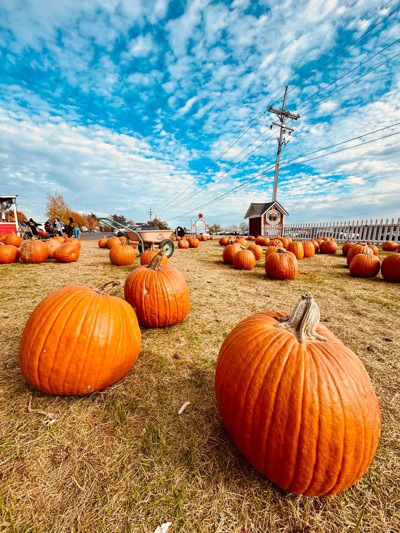 Spicer Express At Spicer Orchards