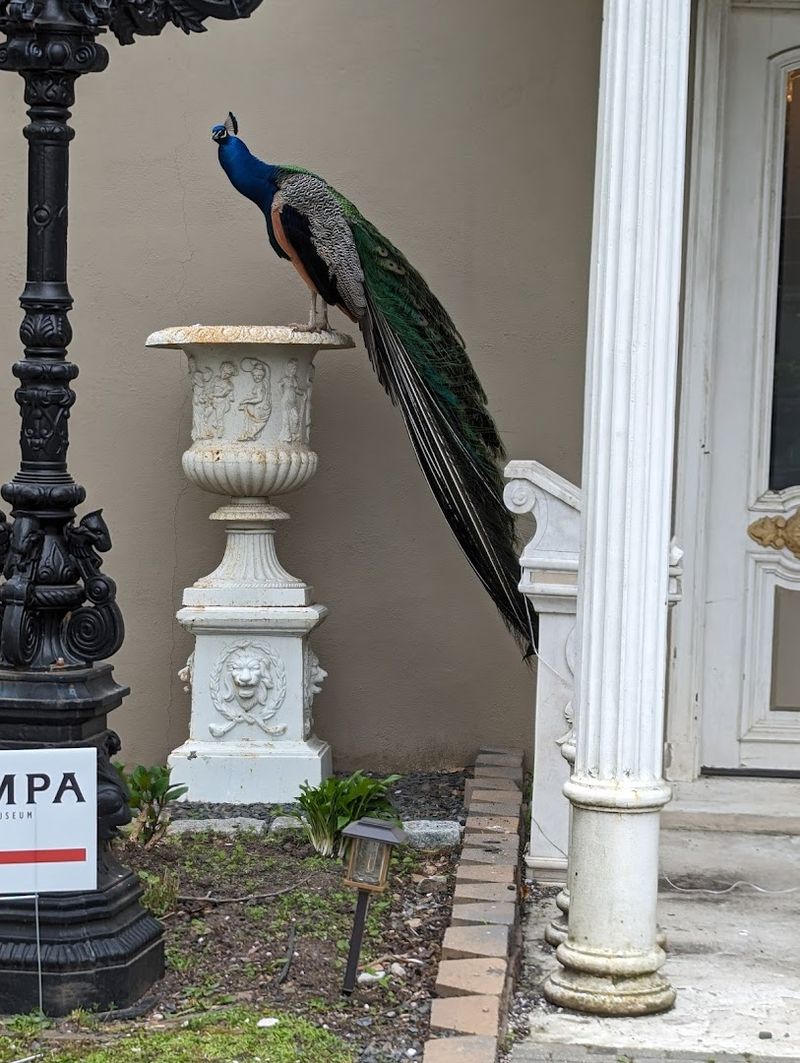 Peacocks, Dinosaurs, And Grounds That Reward Slow Exploration