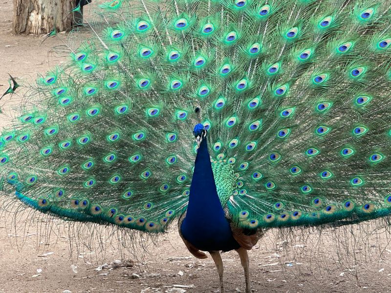 Peacocks, Macaws, And A Whole Lot Of Feathers