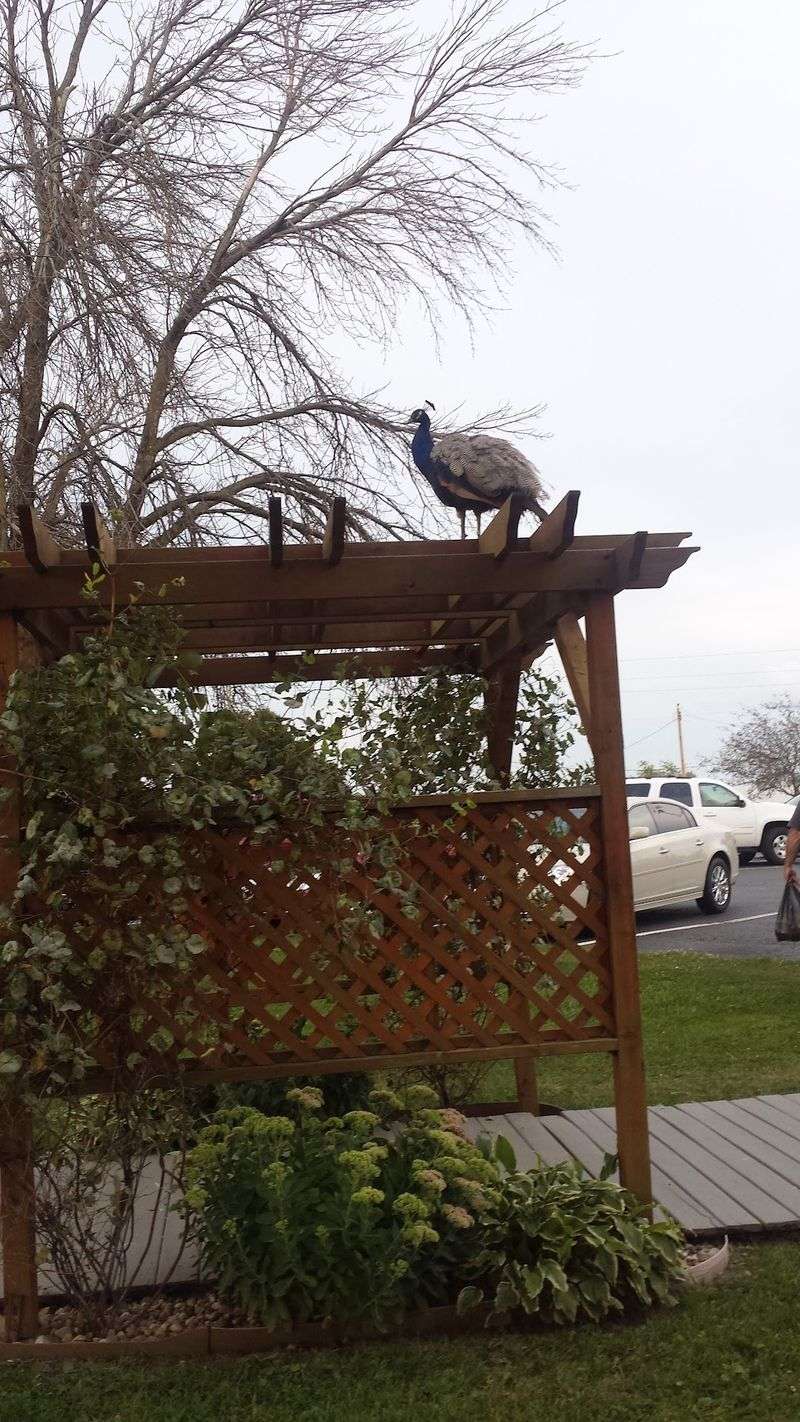 Peacocks, Ponds, and Farm Charm Outside