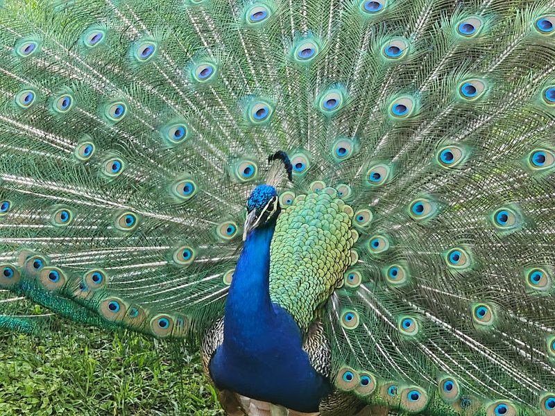Peacocks Roaming Freely Throughout The Park Grounds