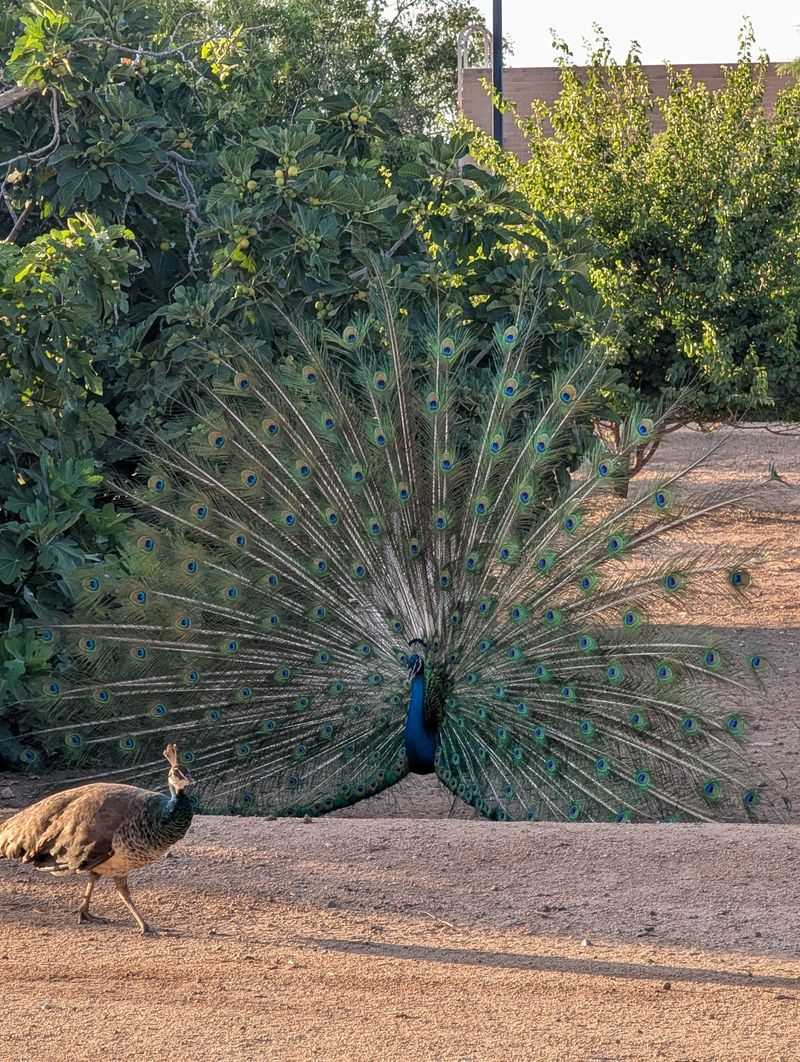 Peacocks That Rule The Grounds