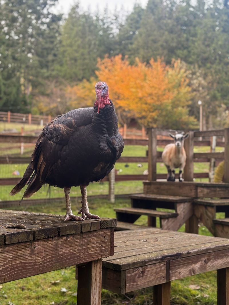 Peacocks That Steal the Spotlight
