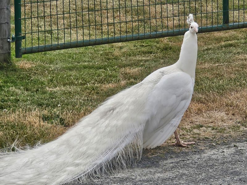 Peacocks and Feathered Wanderers