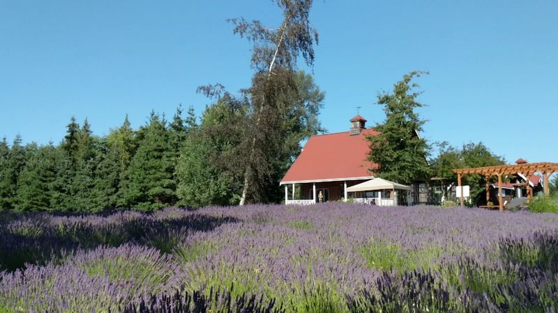 Peak Bloom Season And The Best Time To Visit
