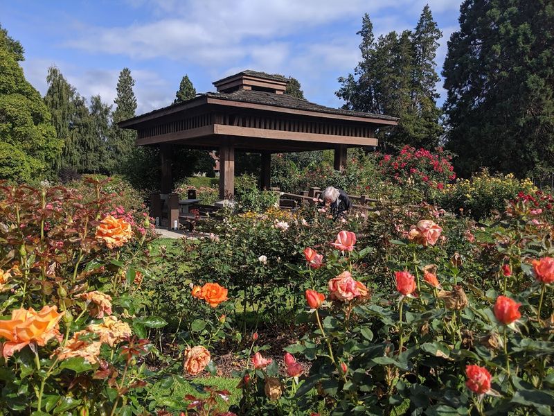 Peak Bloom Season And When to Go
