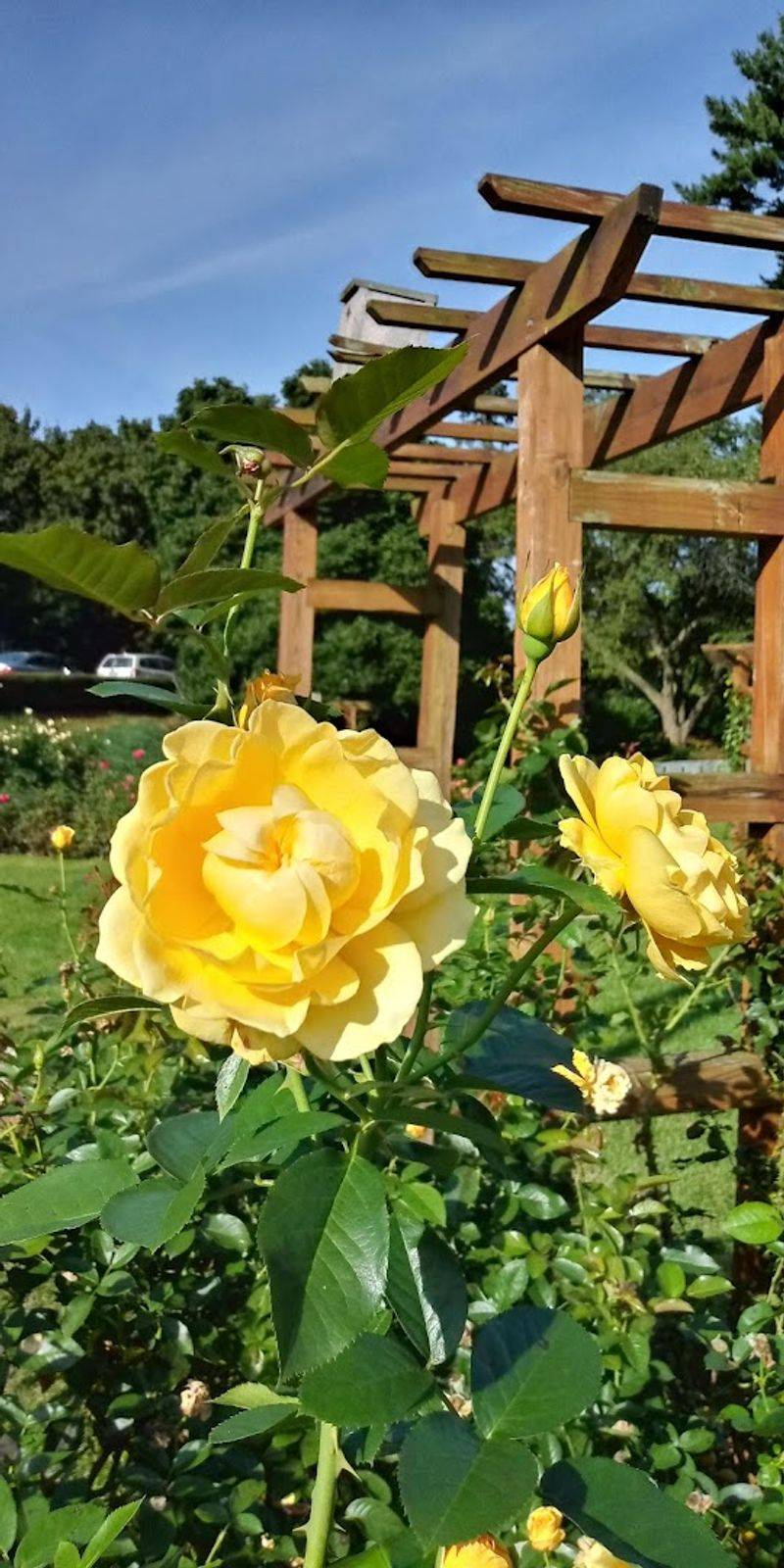Peak Bloom Season Transforms The Entire Park Peak Bloom Season Transforms The Entire Park