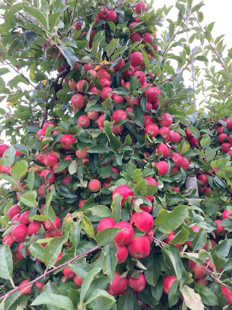 Honeycrisp And Tart Apple Sampler