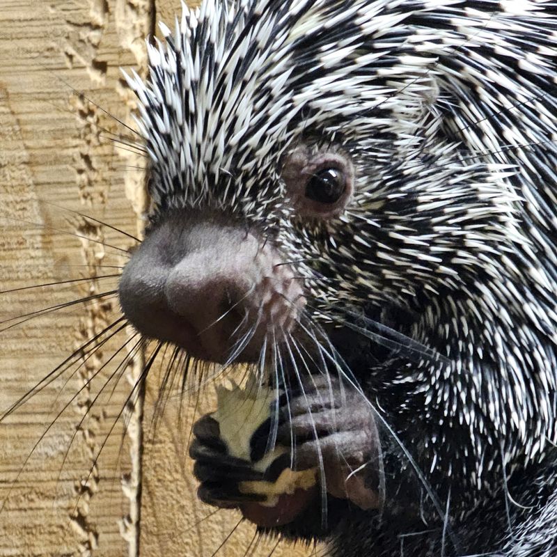 Peanuts For A Porcupine And Other Delightfully Odd Encounters Peanuts For A Porcupine And Other Delightfully Odd Encounters
