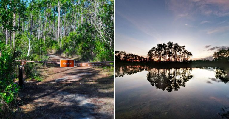 Pedal Through 7 Miles Of Untamed Everglades Beauty On This Bike Trail In Florida