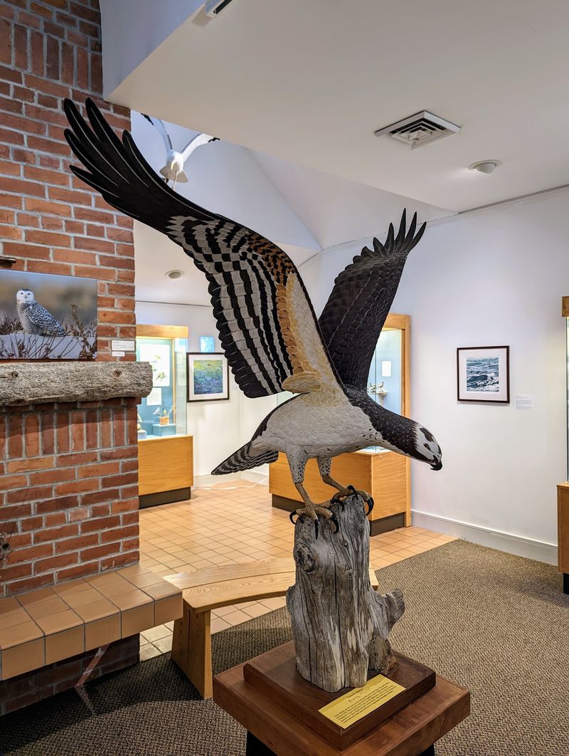 Peeking At The Live Osprey Cam
