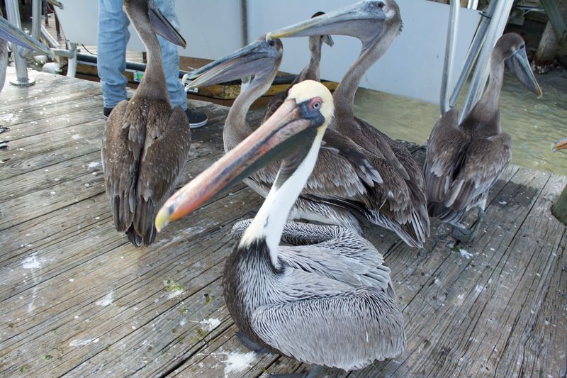 Pelicans Are The Unofficial Greeters Pelicans Are The Unofficial Greeters