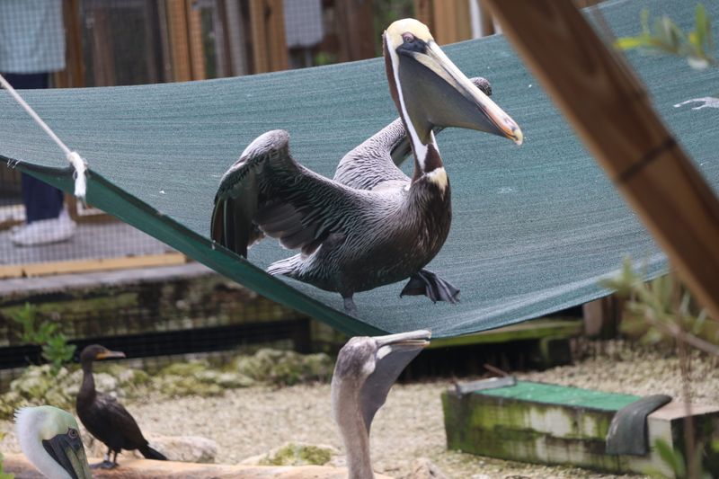 Pelicans With Personality And Plenty Of Attitude Pelicans With Personality And Plenty Of Attitude