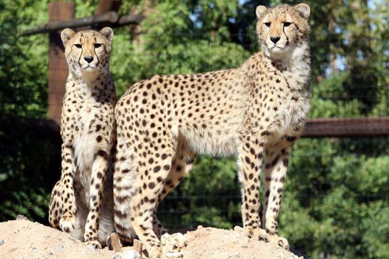 Big Cats And Predator Viewing Areas