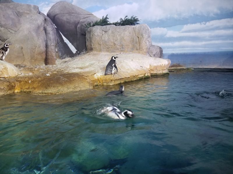 Penguins And An Indoor Change Of Pace Penguins And An Indoor Change Of Pace