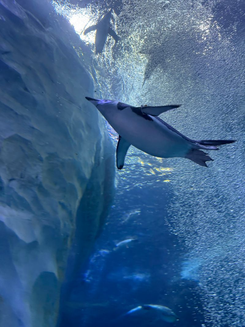Penguins Racing Beneath The Ice Penguins Racing Beneath The Ice