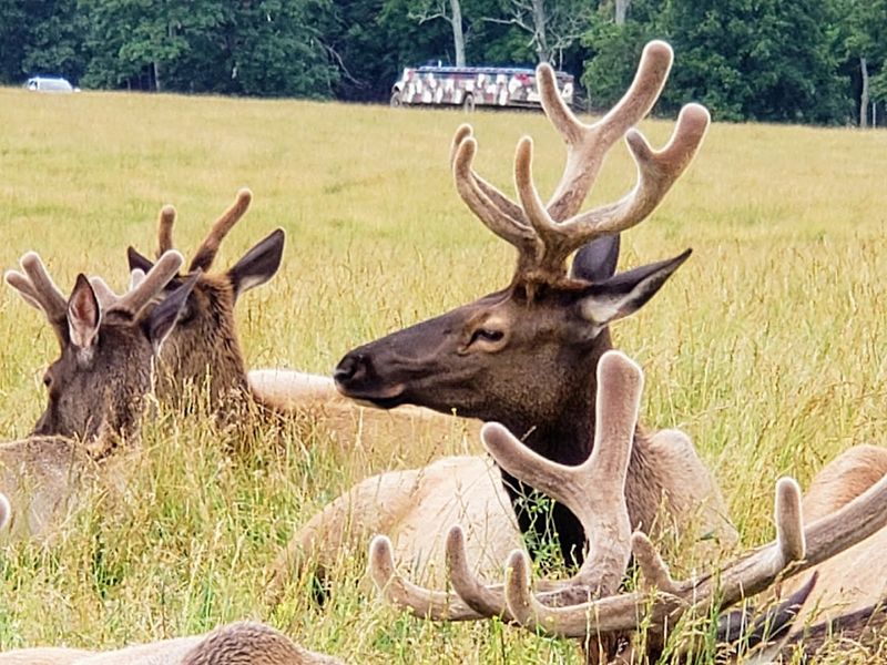 Lake Tobias Wildlife Park, Halifax, Pennsylvania