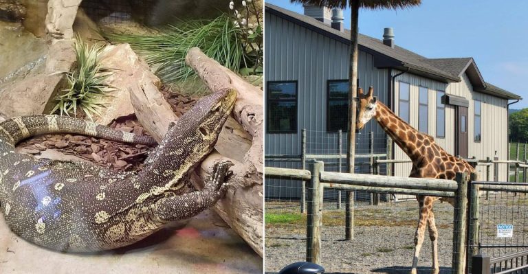 Pennsylvania’s Massive Safari Park Brings You Face-To-Face With Giraffes, Zebras, And More