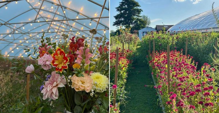 Pennsylvania’s Quiet Flower Farm That’s One Of Its Most Stunning Surprises