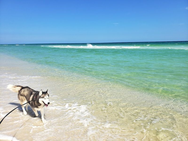 Pensacola Dog Beach