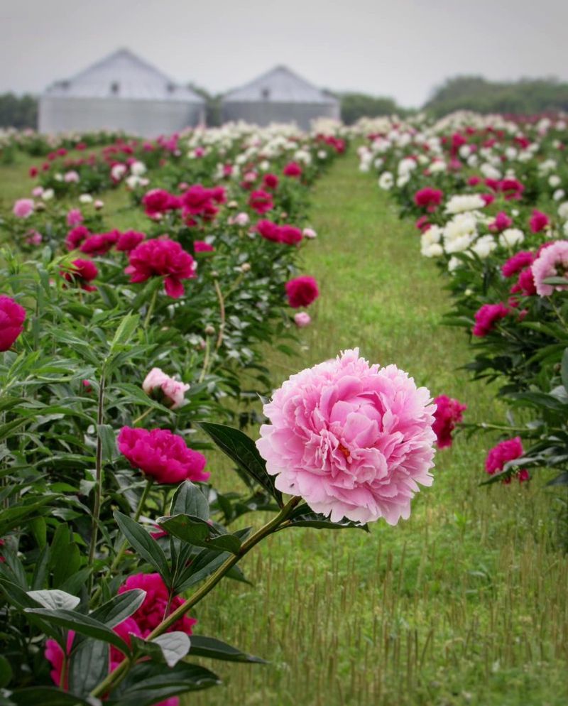 Peony Hill Farm, Harrisburg Peony Hill Farm, Harrisburg