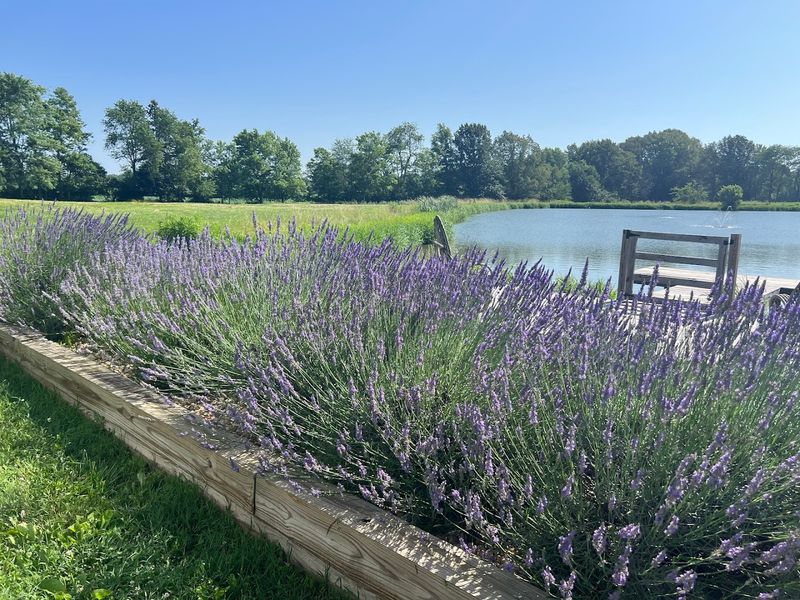 Tenderloin Farms, Edwardsville