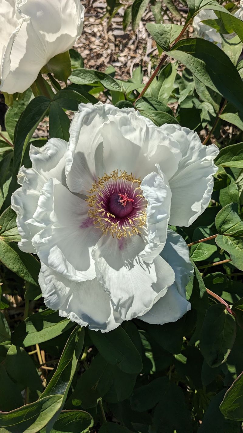 Peony Season in Late Spring