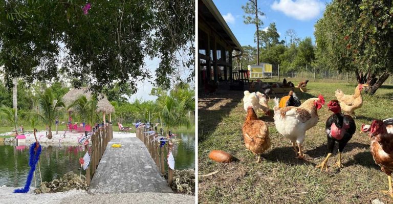 People Drive Across Florida To Meet The Miniature Animals At This Fort Myers Farm