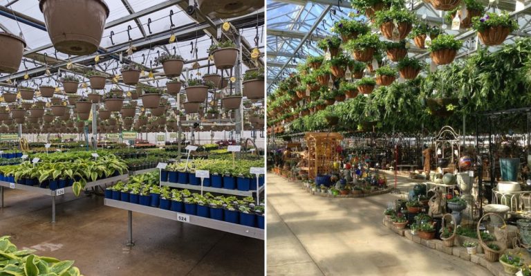 People Drive From Three States For This Illinois Greenhouse That Seems To Go On Forever