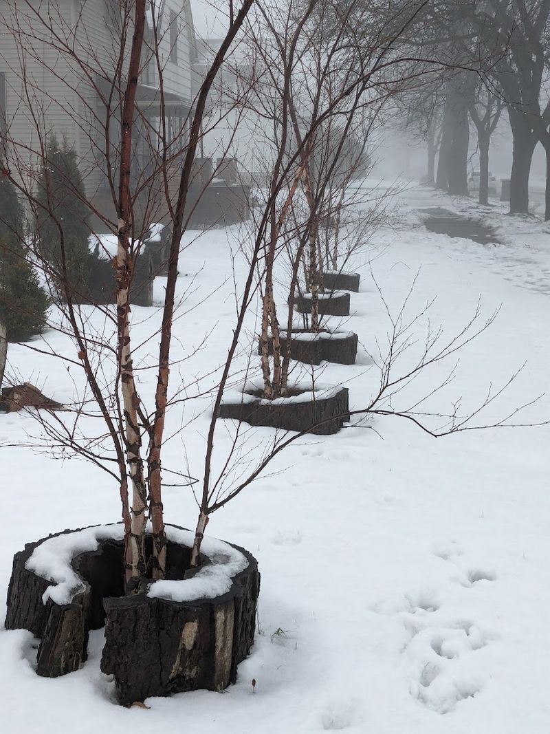 Winter Scripts On Red Bark