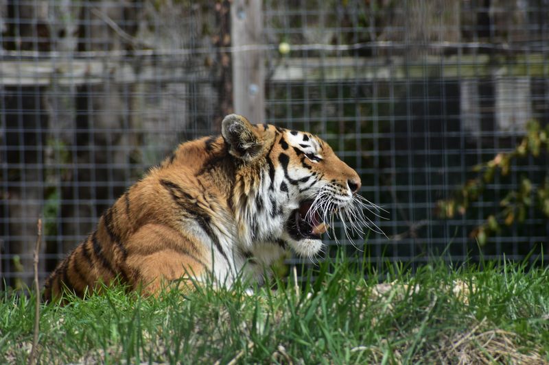Peoria Zoo, Peoria