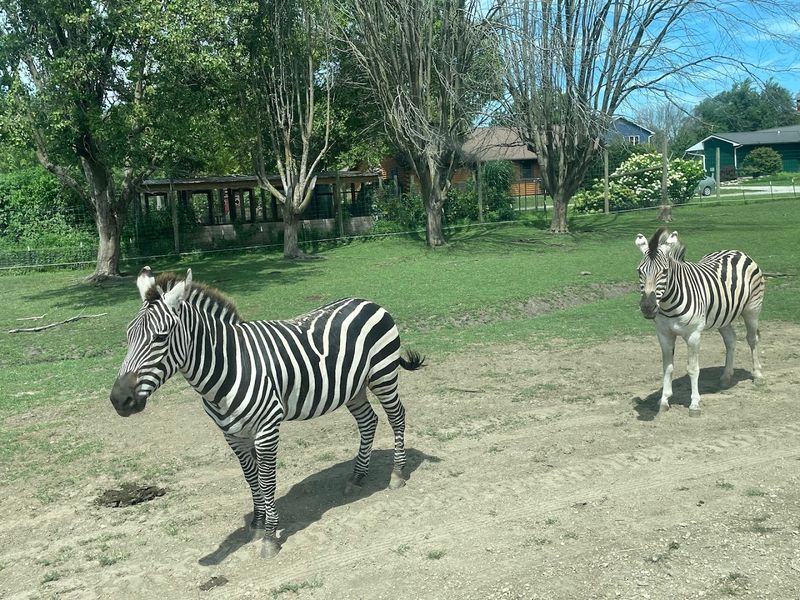 Aikman Wildlife Adventure, near Arcola and Arthur