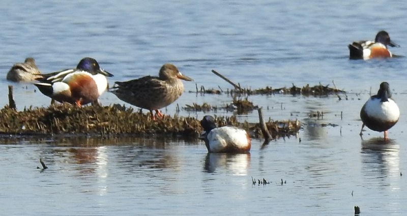 Emiquon National Wildlife Refuge, Lewistown, Illinois
