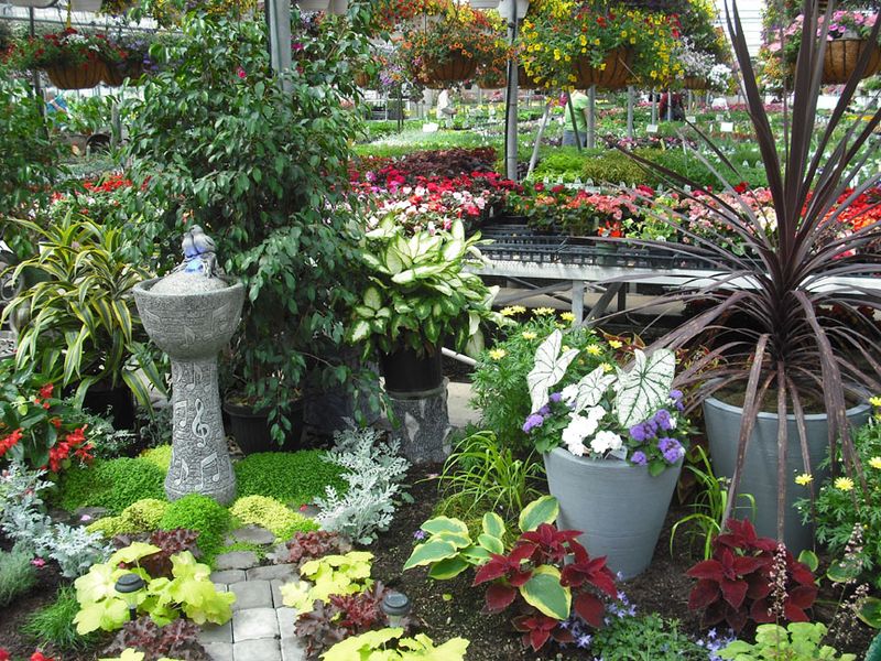 Perennials That Are Genuinely Hard To Find Elsewhere