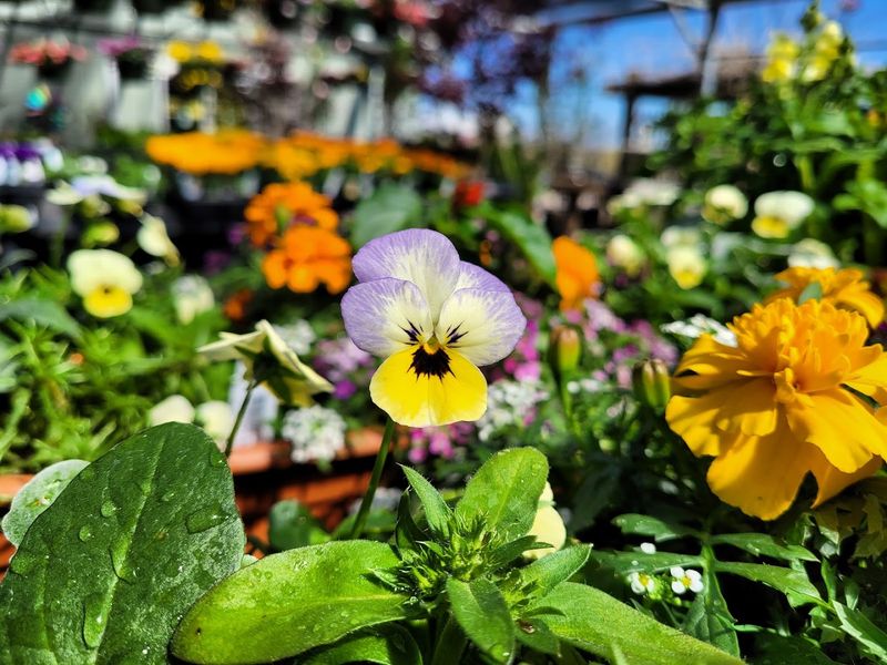 Perennials That Come Back Without Begging Perennials That Come Back Without Begging