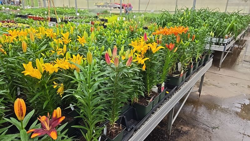 Perennials That Come Back Year After Year
