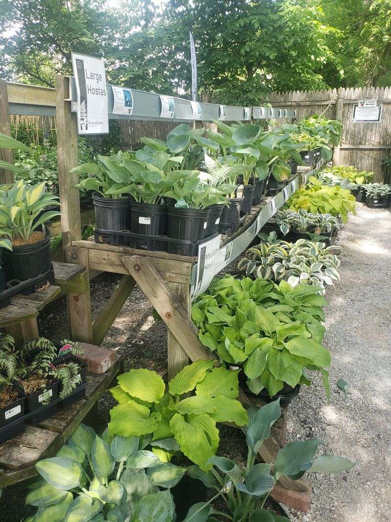 Perennials That Keep Regulars Coming Back Perennials That Keep Regulars Coming Back