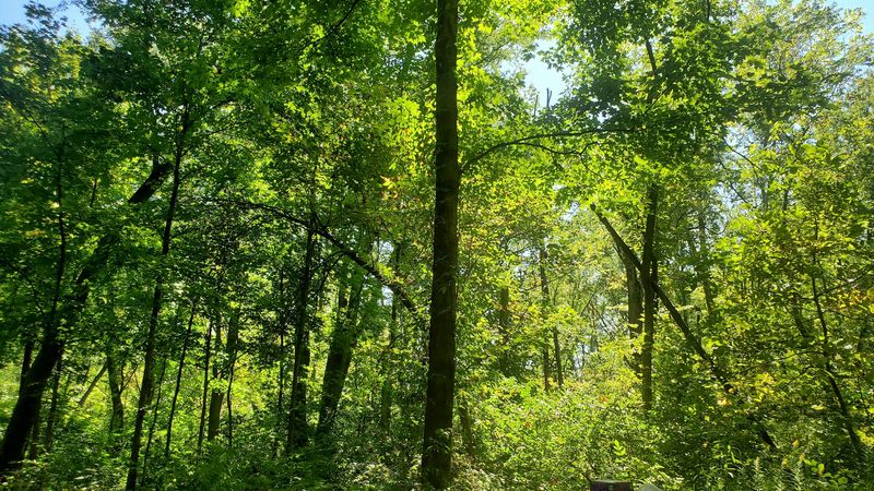 Wildlife Watching And Natural Quiet